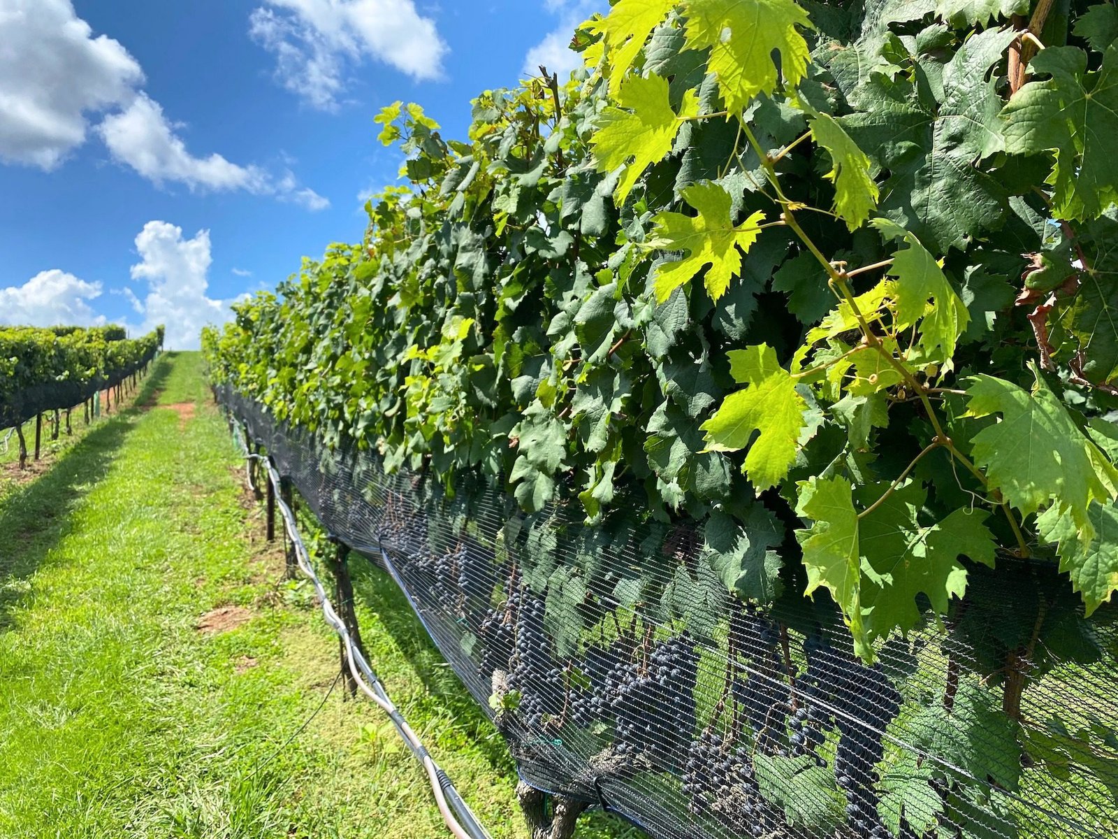 grape vines