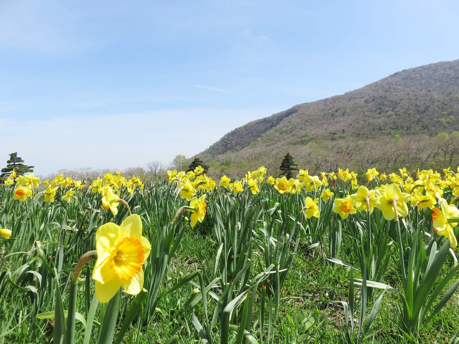 Spring in North Georgia Mountains