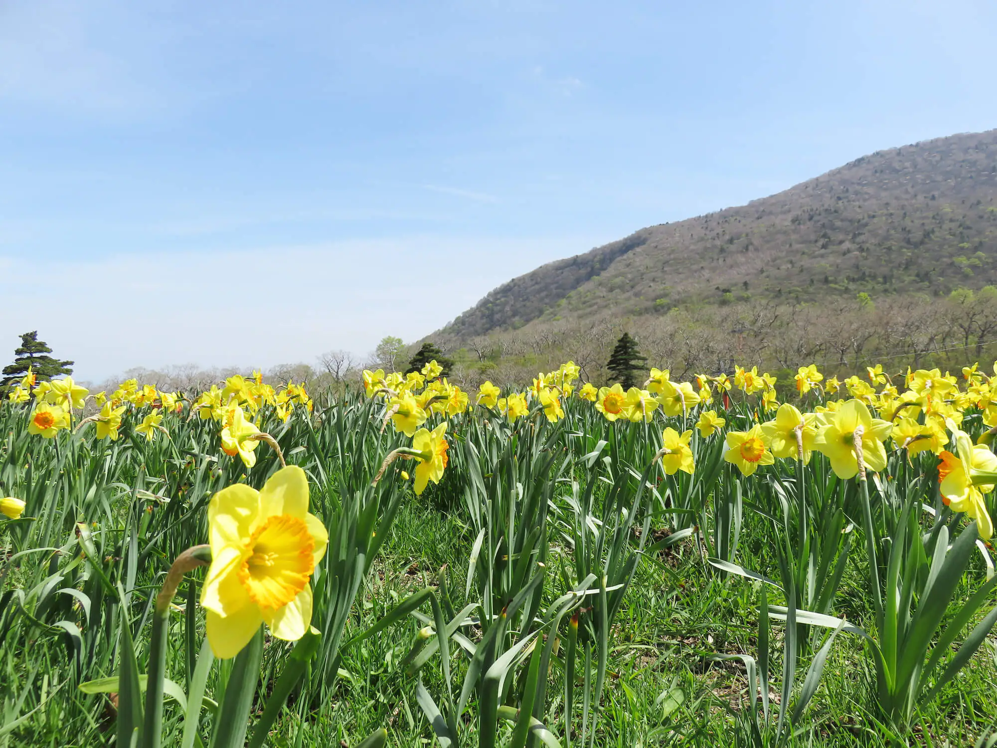 Spring in North Georgia Mountains