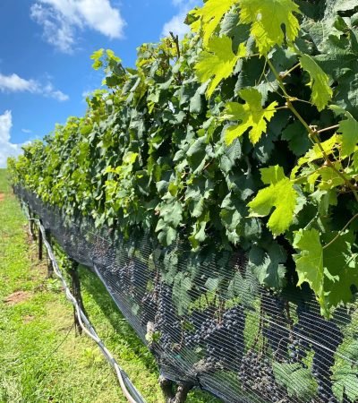grape vines