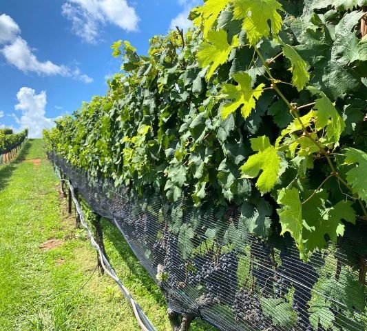 grape vines